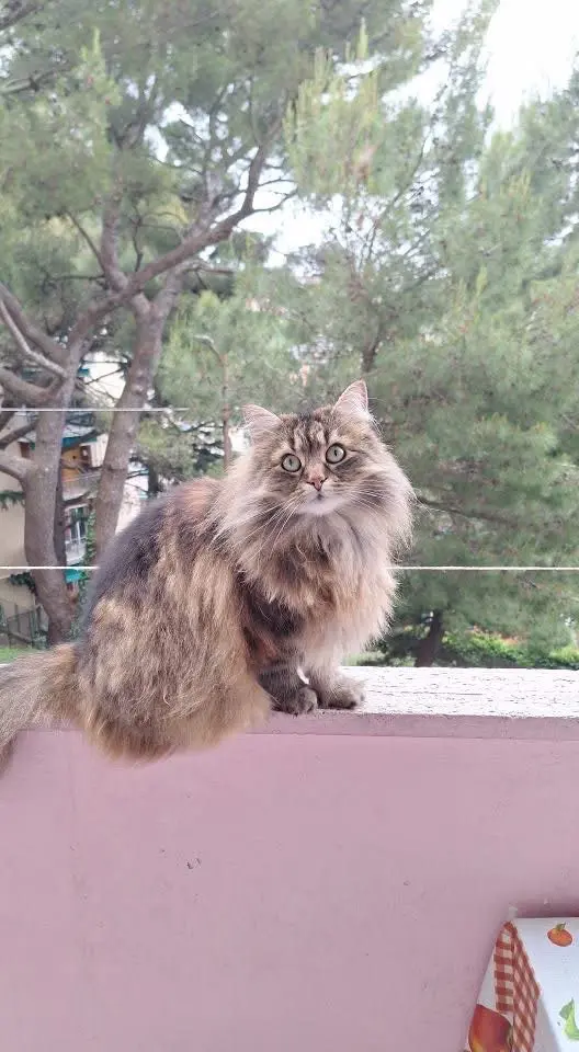 gatta reunited    Gênes Moon