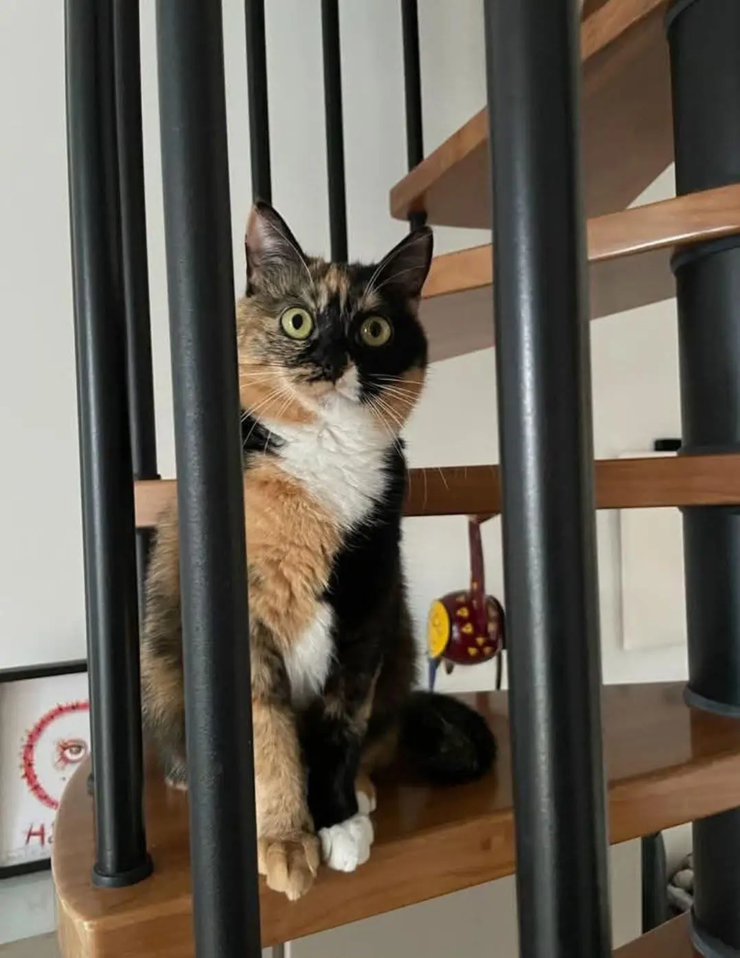 gatta reunited    Gênes Nina