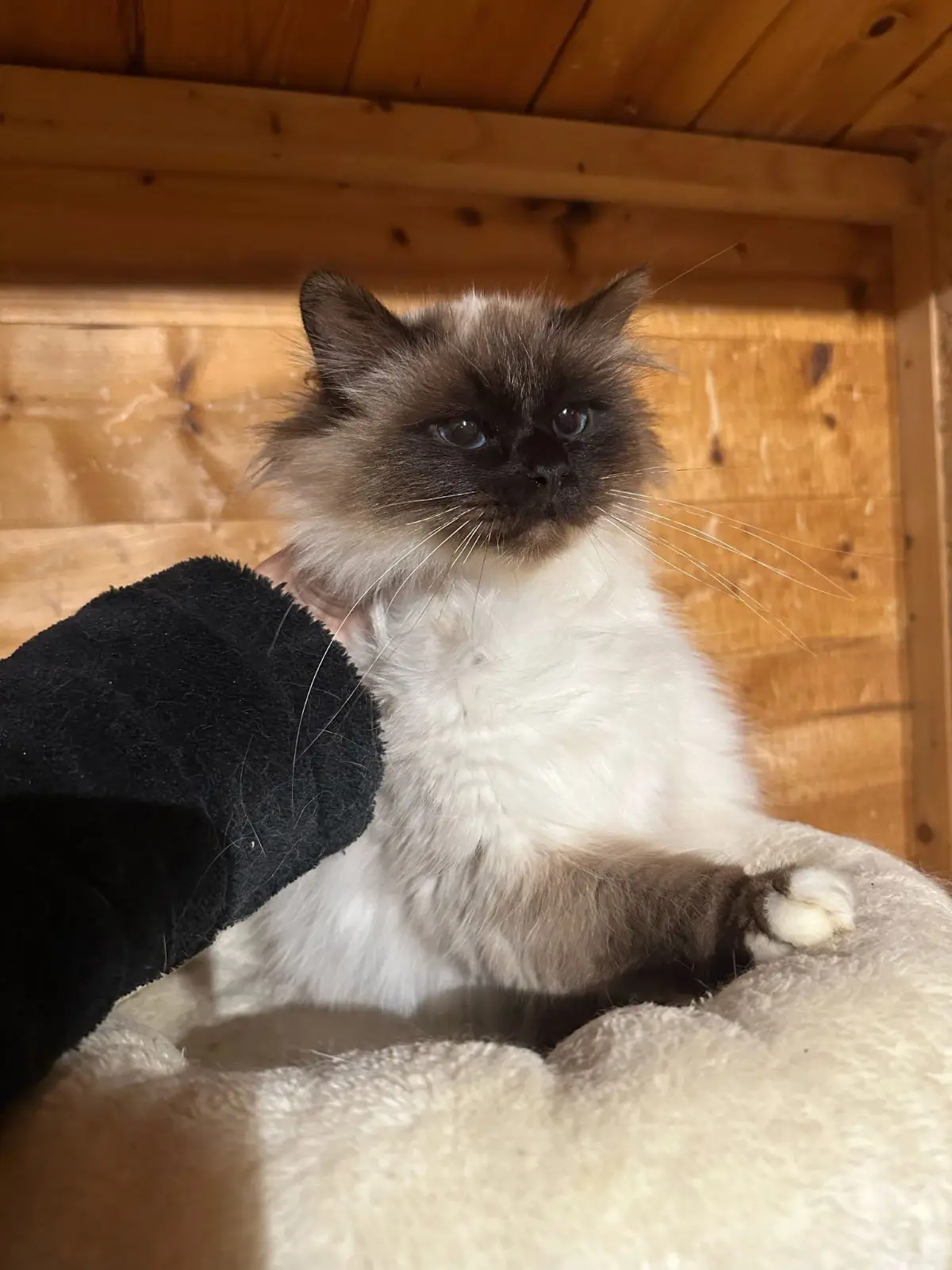 gatta reunited    Gênes Sconosciuto