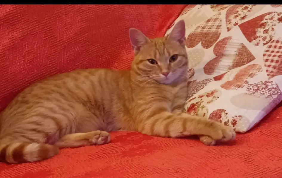 gatta reunited    Gênes Soleil