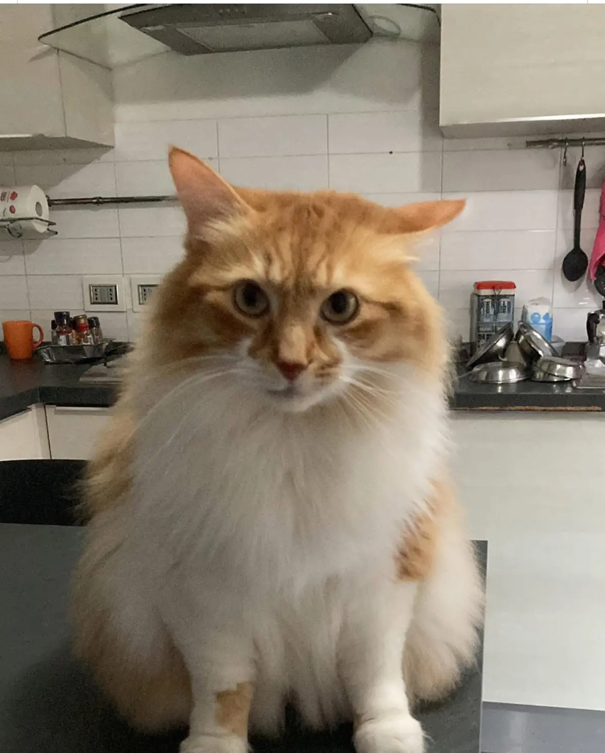 gatta reunited    Gênes Striscia