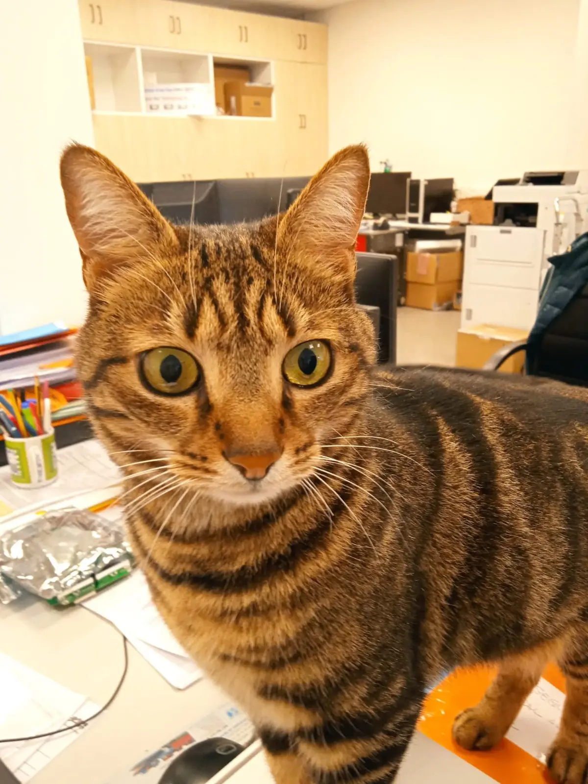 gatta reunited    Gênes Tigro