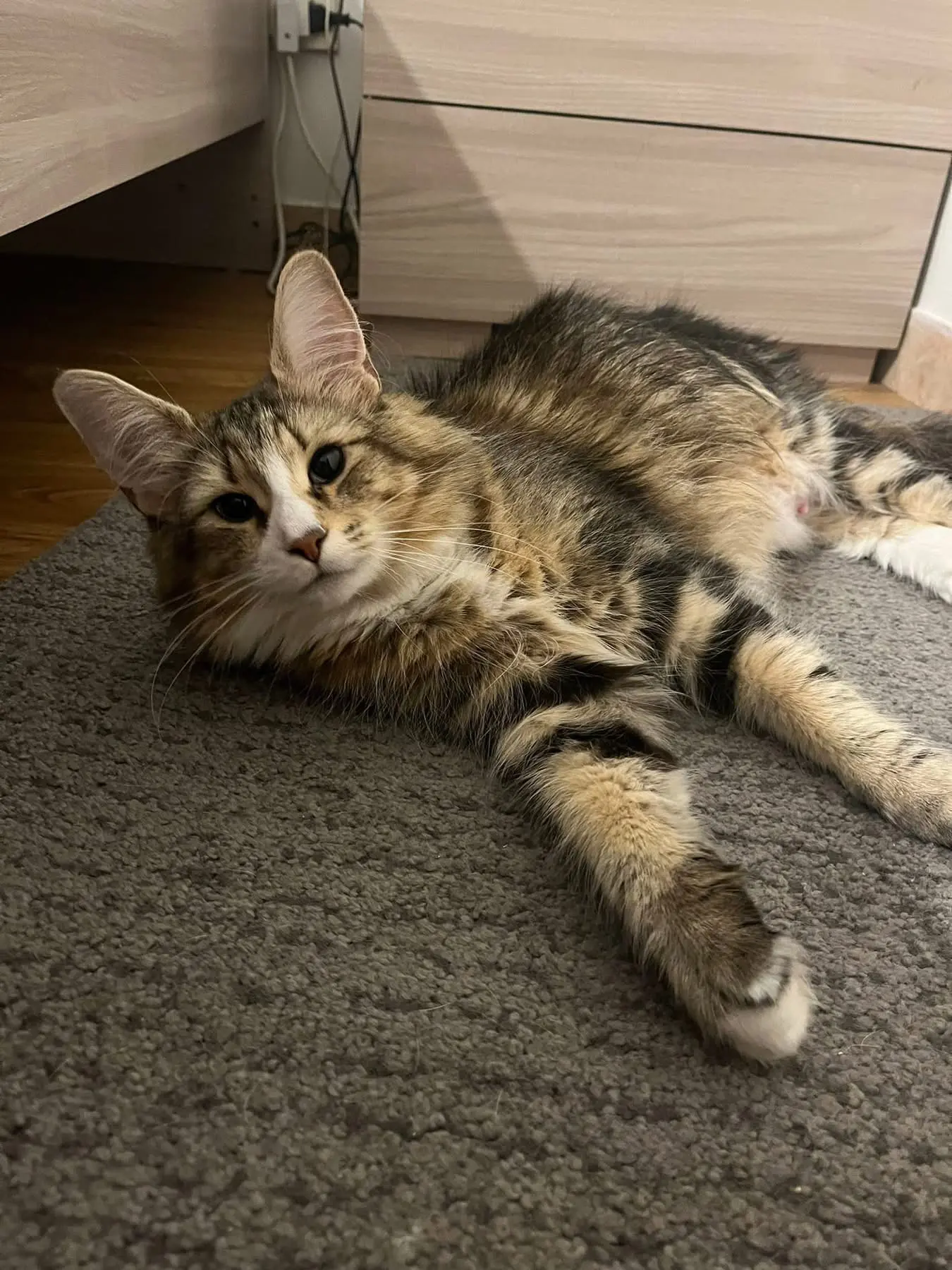 gatta reunited     Leyla