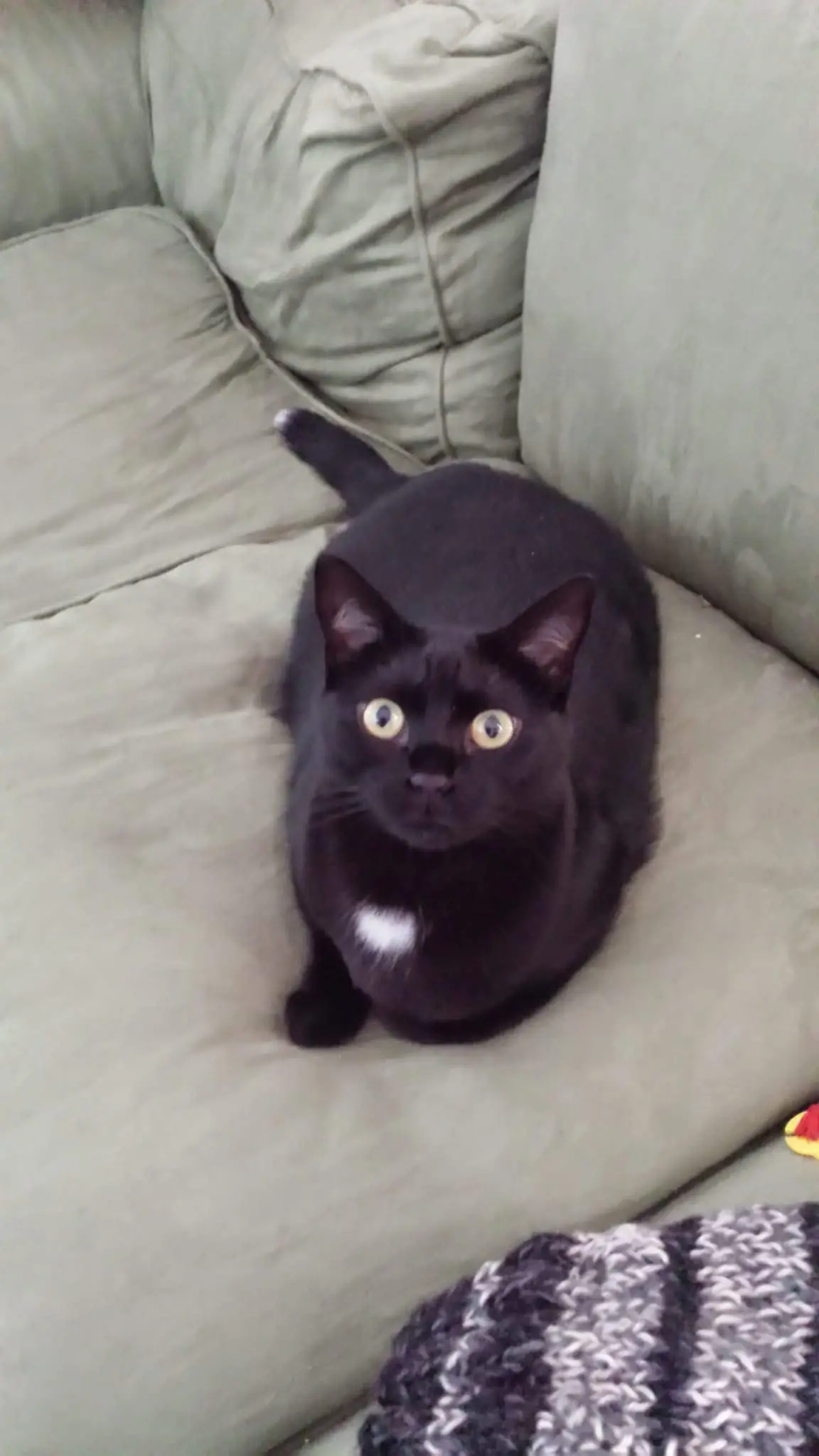 gatta reunited     Nial