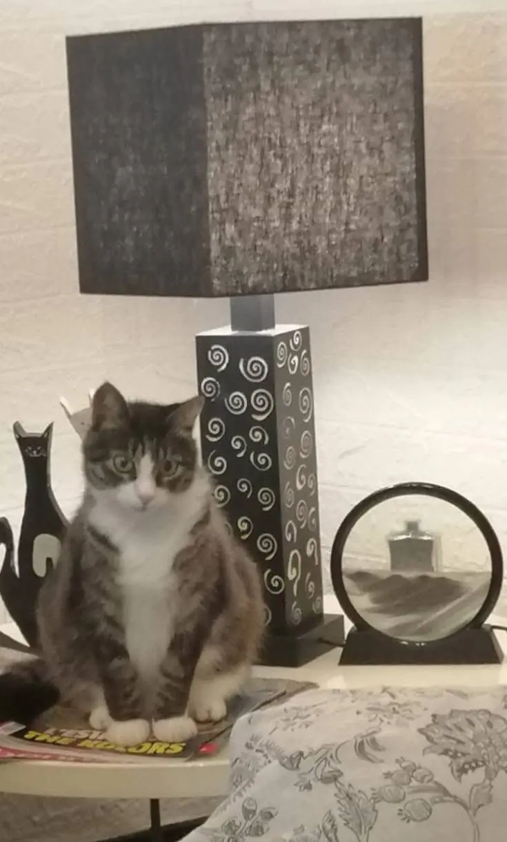 gatta reunited   16013 Campo Ligure Occhioni