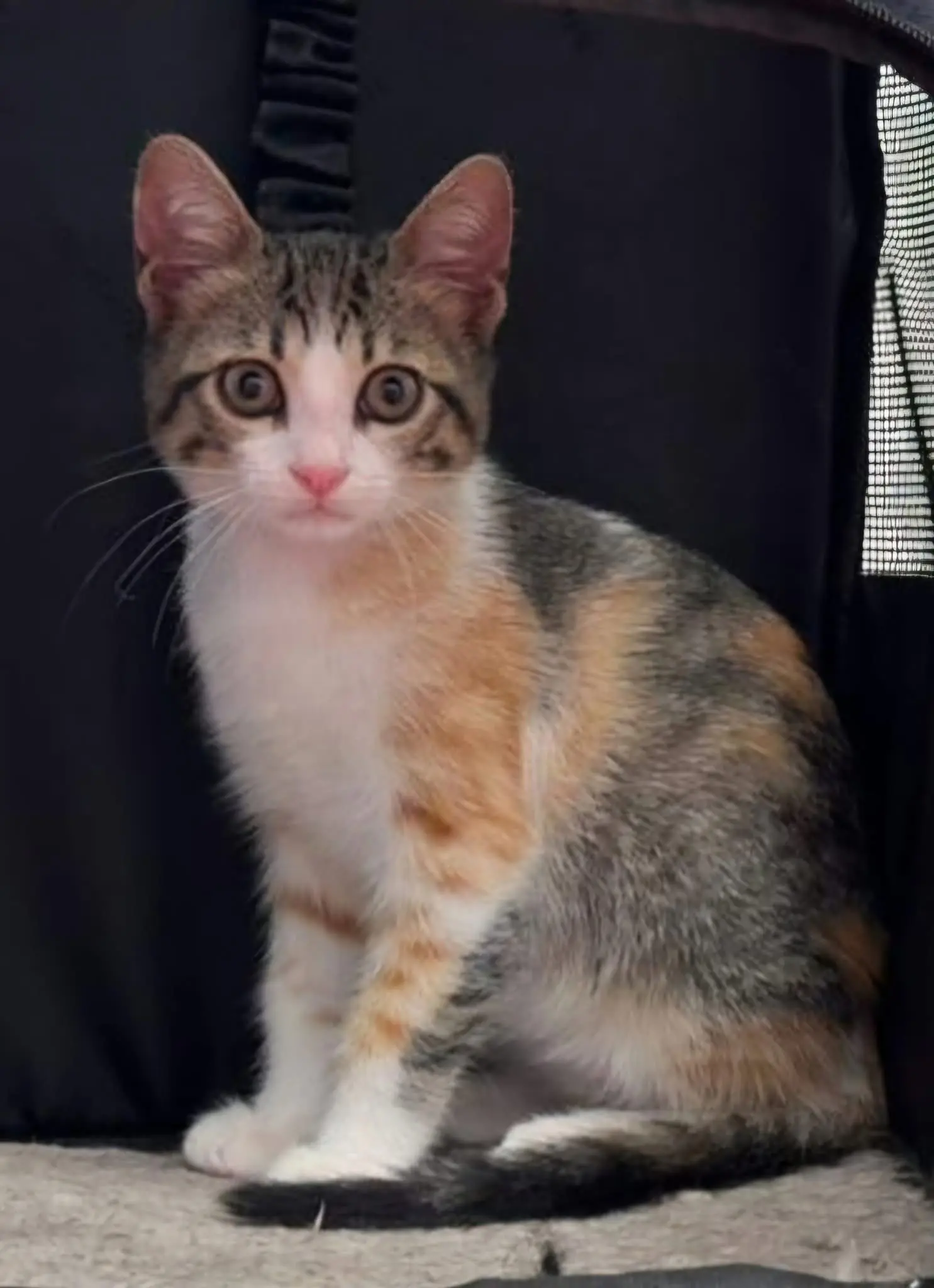 gatta reunited   16033 Lavagna Simba