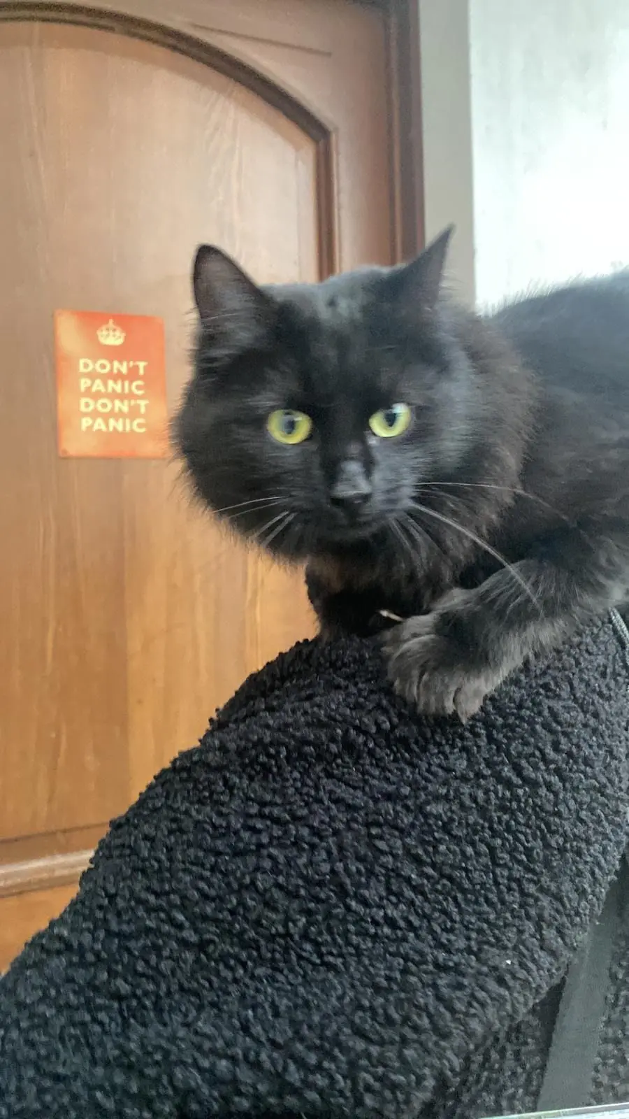 gatta reunited   34072 Gradisca d'Isonzo Sahara