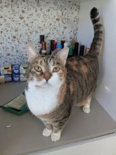 gatta reunited   34077 Ronchi dei Legionari / Roncjis / Ronke Martina