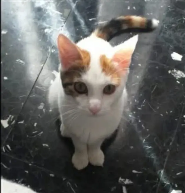 gatta reunited   18100 Imperia Ziggy