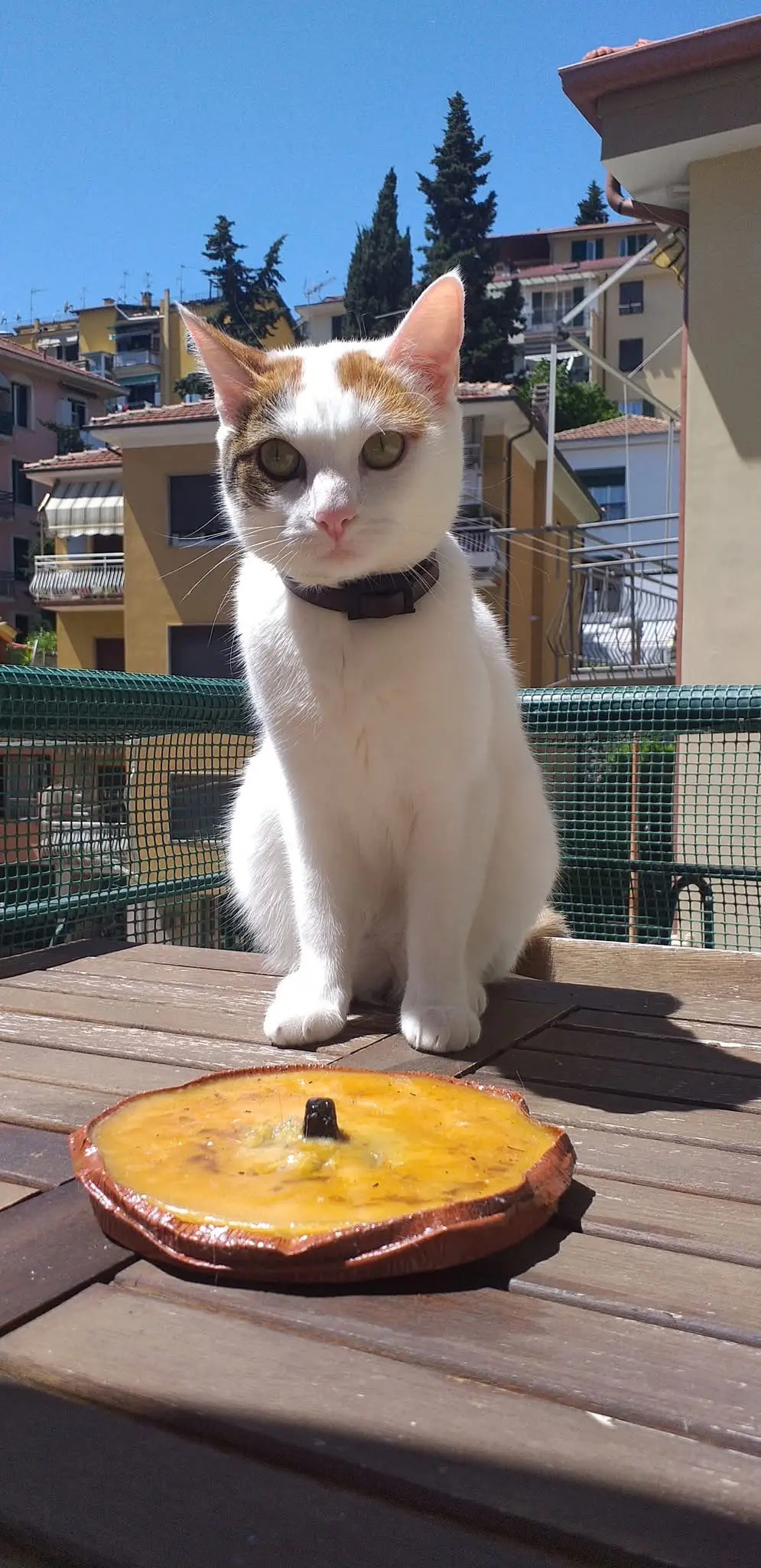 gatta reunited   18100 Imperia Ziggy