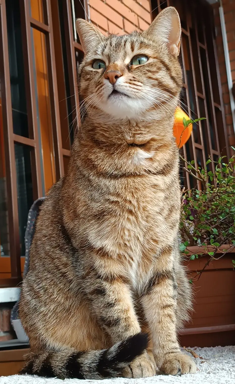 gatta reunited   20832 Desio Kitty