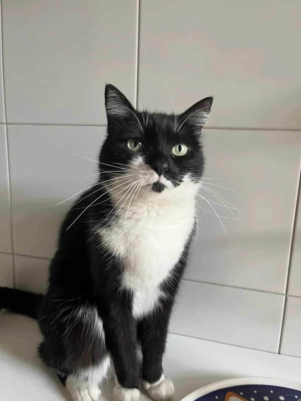 gatta reunited   20020 Busto Garolfo Kira