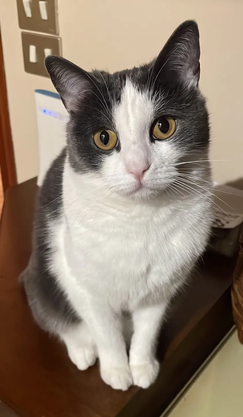 gatta reunited    Milan Chloe