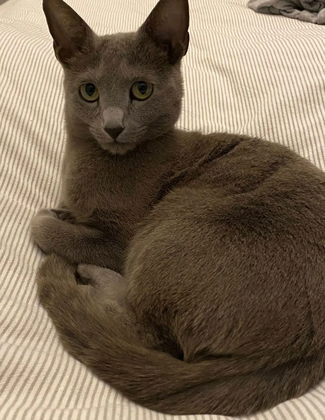 gatta reunited    Milan Grey