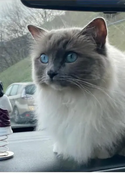 gatta reunited    Milan Leila