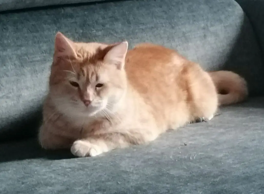 gatta reunited    Milan Molly