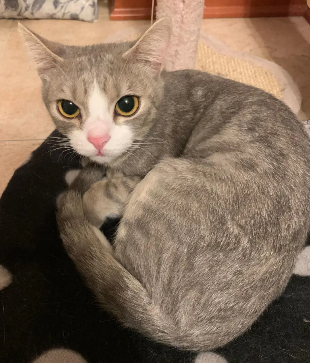 gatta reunited    Milan Ruggera (ruggi)