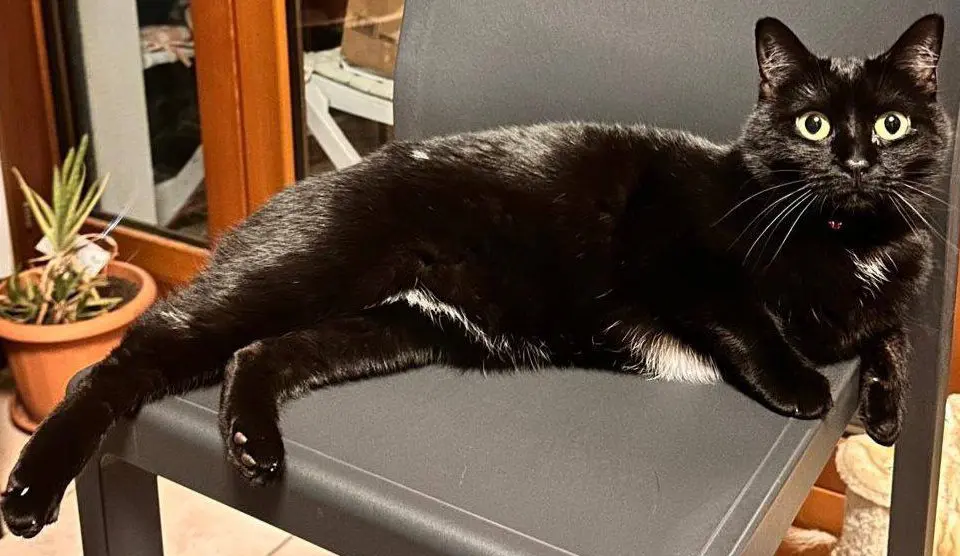 gatta reunited    Abbiategrasso Polly