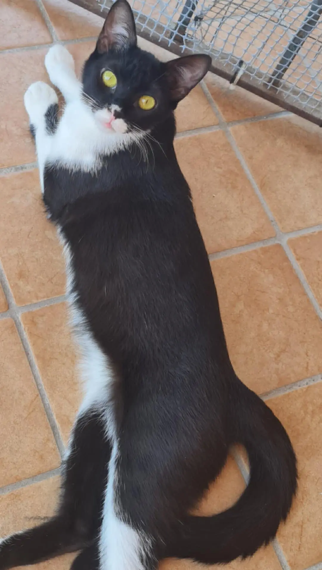 gatta reunited    Naples Wendy