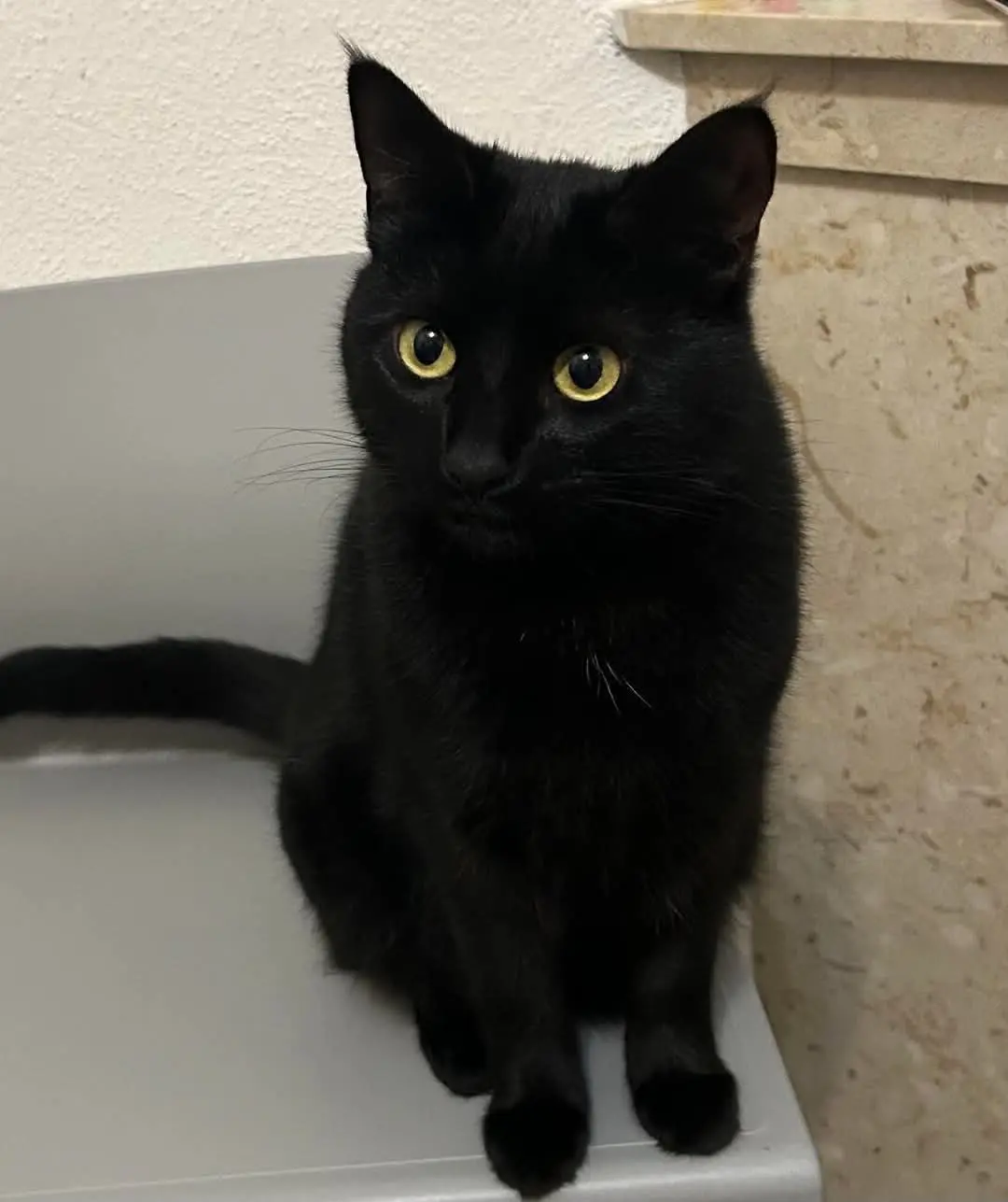 gatta reunited   08100 Nuoro Minù