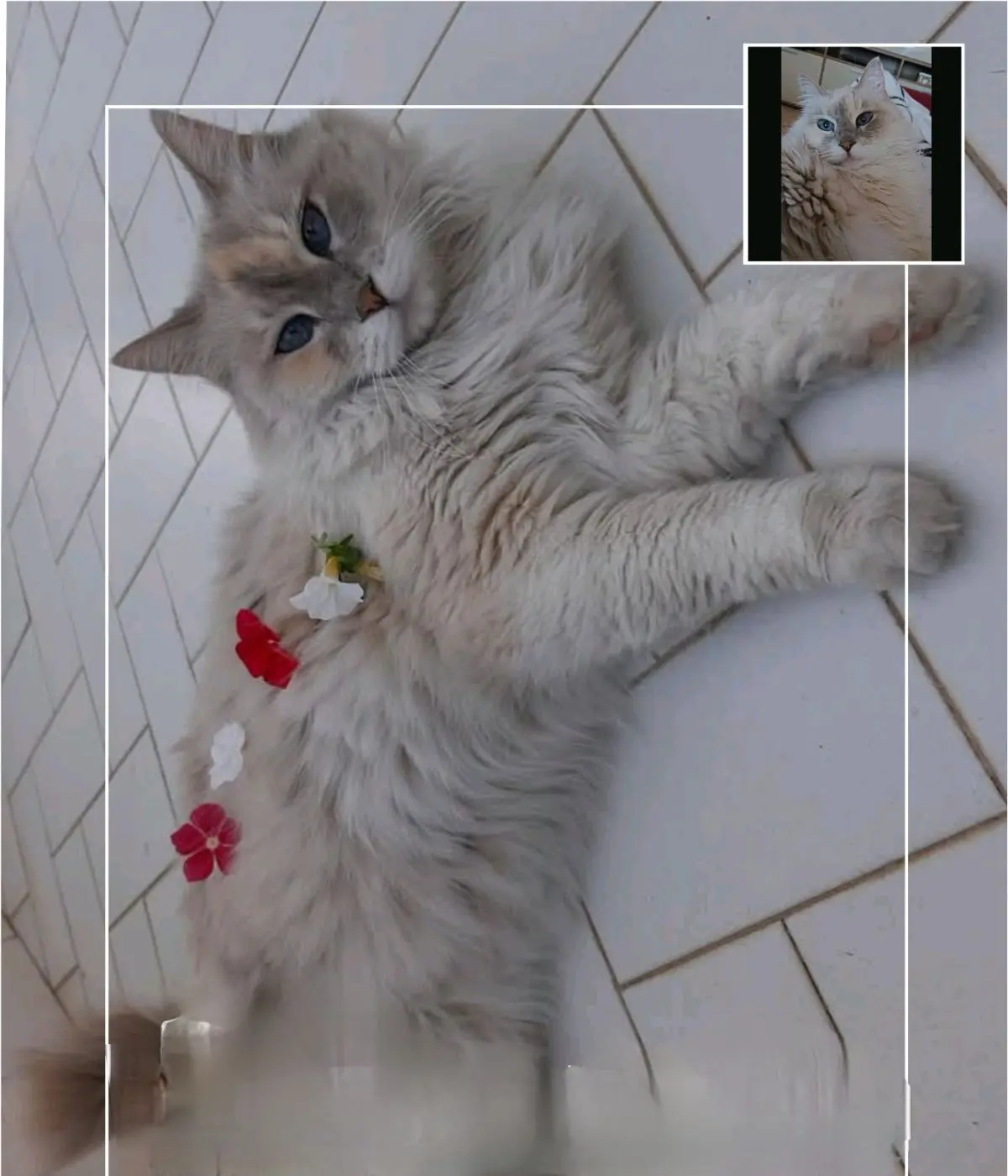 gatta reunited   08100 Nuoro Muffy