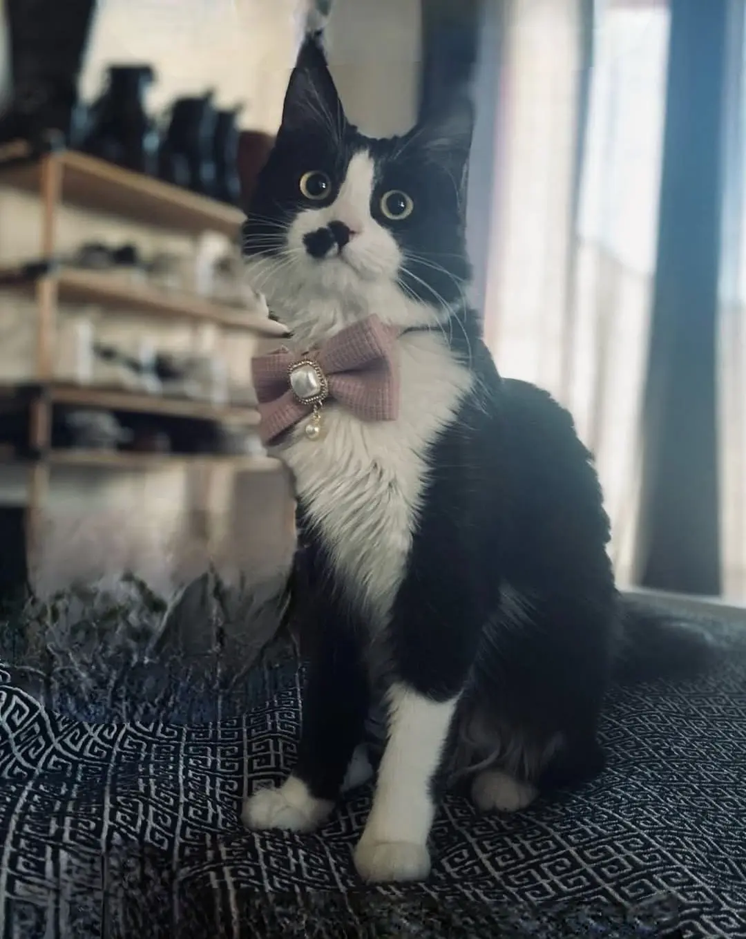 gatta reunited   08029 Thiniscole/Siniscola Olivia