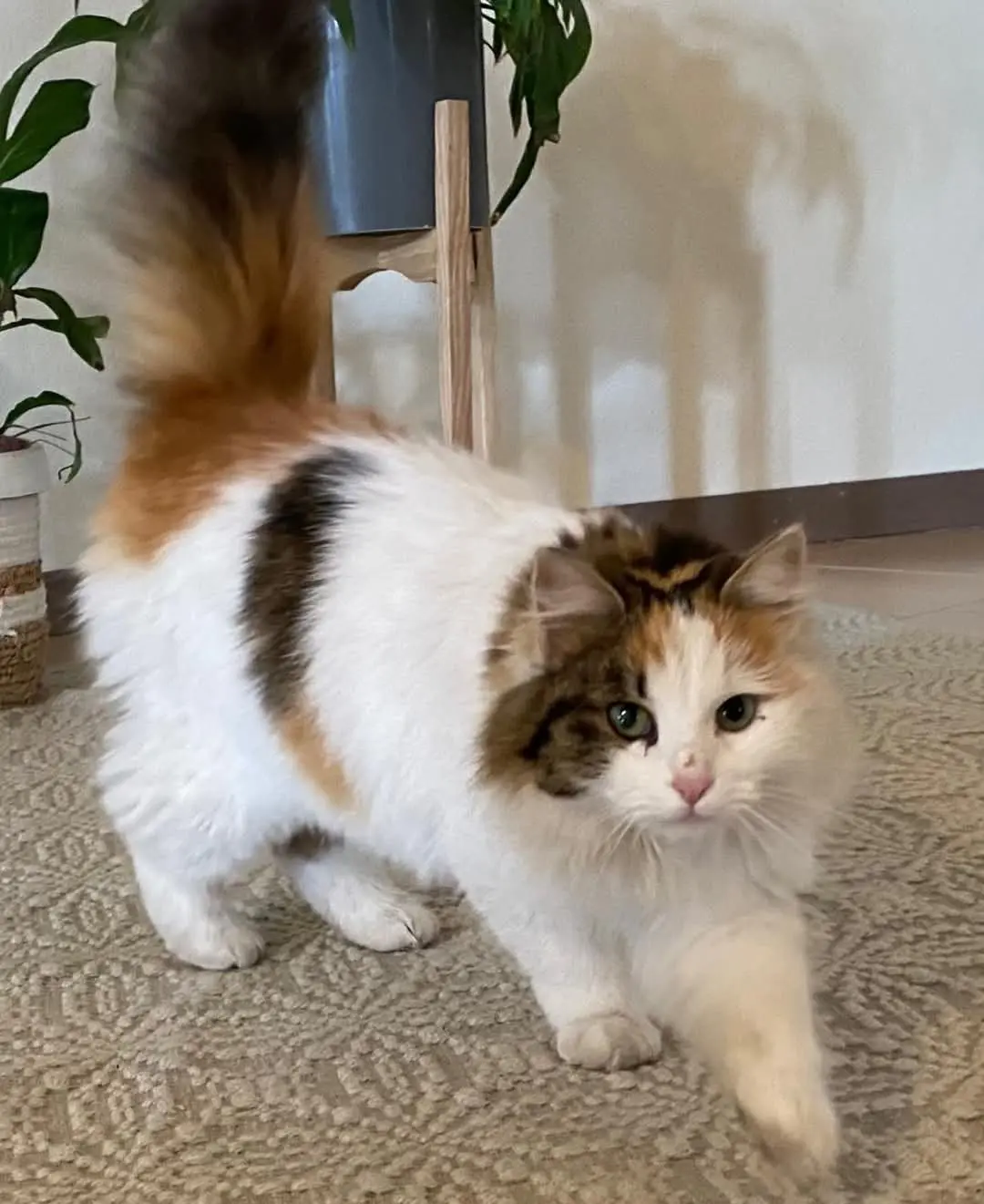 gatta reunited   09071 Abbasanta Amelia