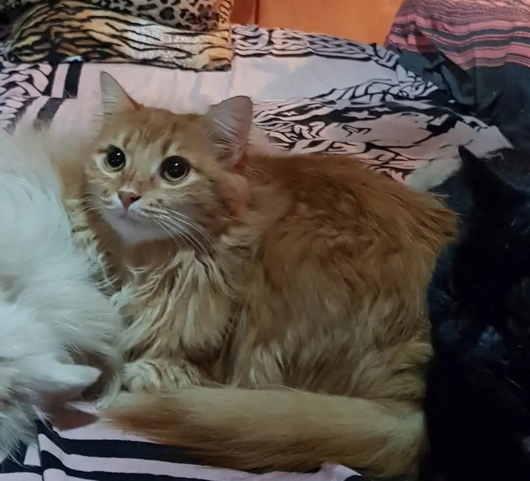 gatta reunited   09092 Arborea Mimì