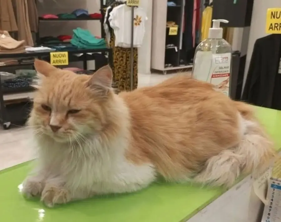 gatta reunited   09170 Oristano Principessa