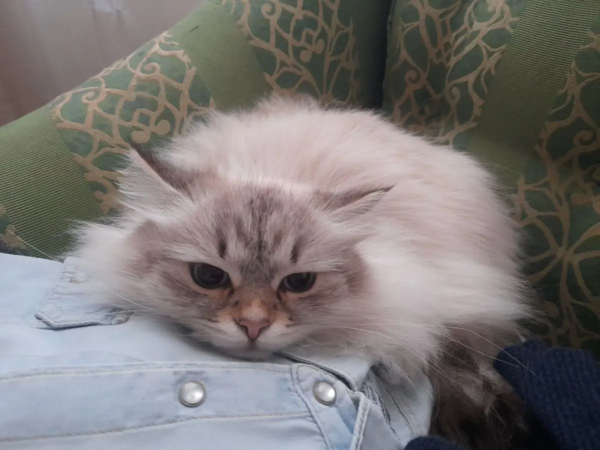 gatta reunited   35121-35143 Padoue Ciuffi