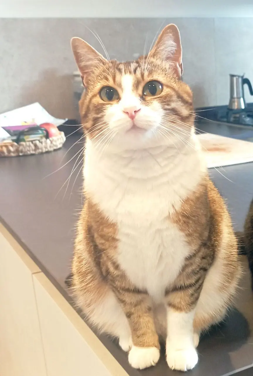 gatta reunited   35030 Baone Sissi