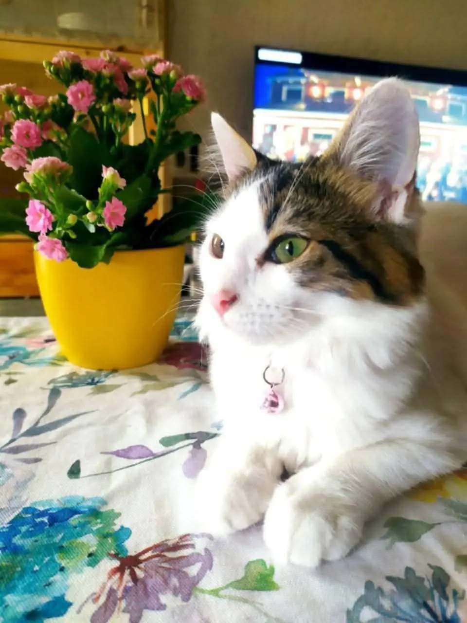 gatta reunited    Pérouse Giuly