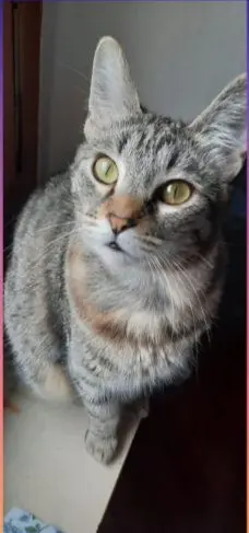 gatta reunited    Pérouse Nala