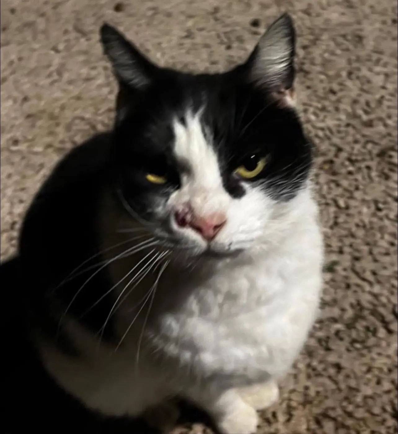 gatta reunited    Pise Fifi