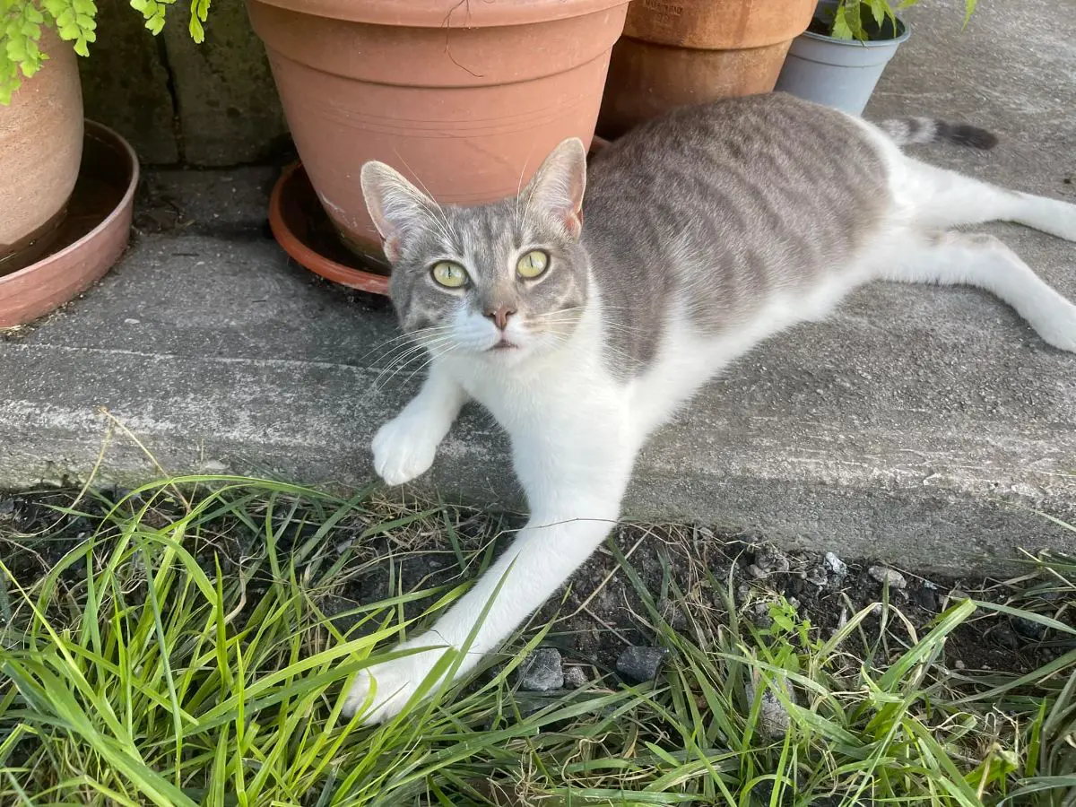 gatta reunited   33080 Porcia Margherita