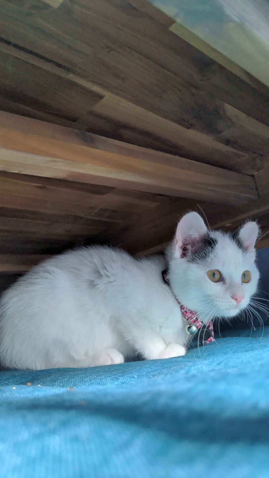 gatta reunited   33080 Roveredo in Piano Betty