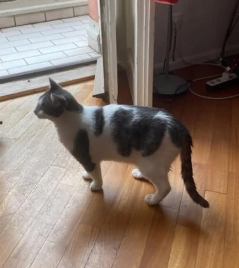 gatta reunited   61029 Urbino Opal