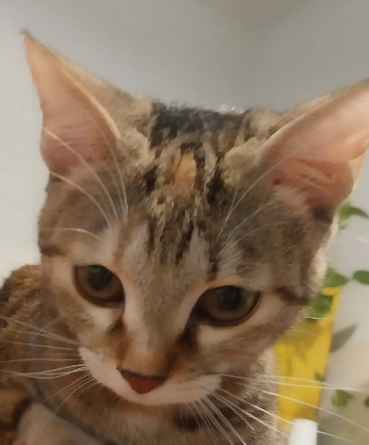 gatta reunited    Pesaro Melory