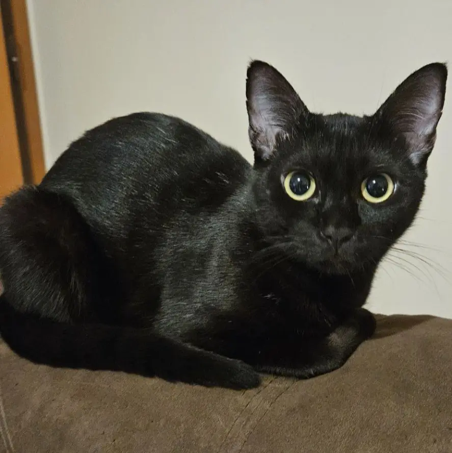 gatta reunited    Rome Bali