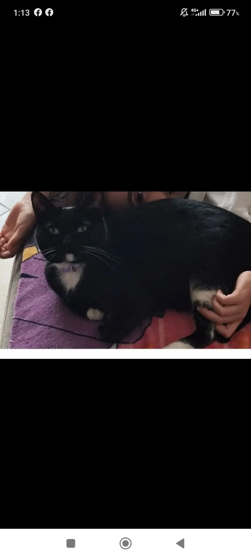 gatta reunited   84012 Angri Gwen