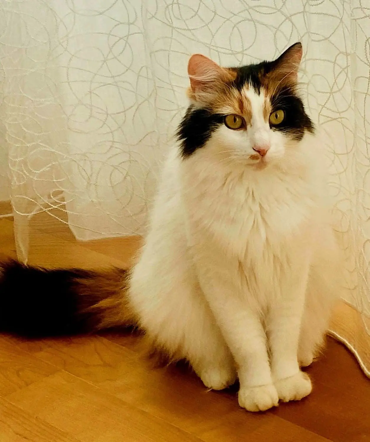 gatta reunited   19038 Sarzana Bianca