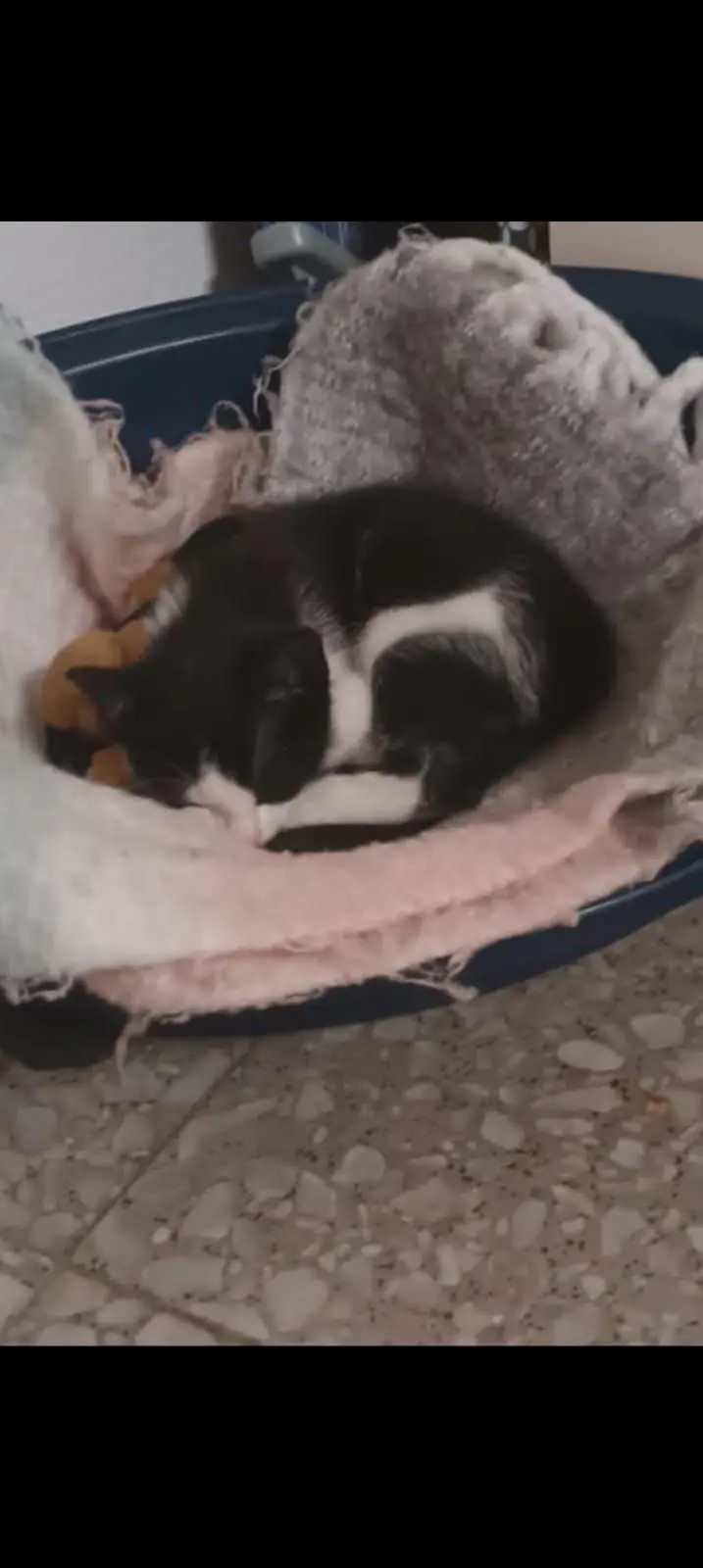 gatta reunited    La Spezia Luna