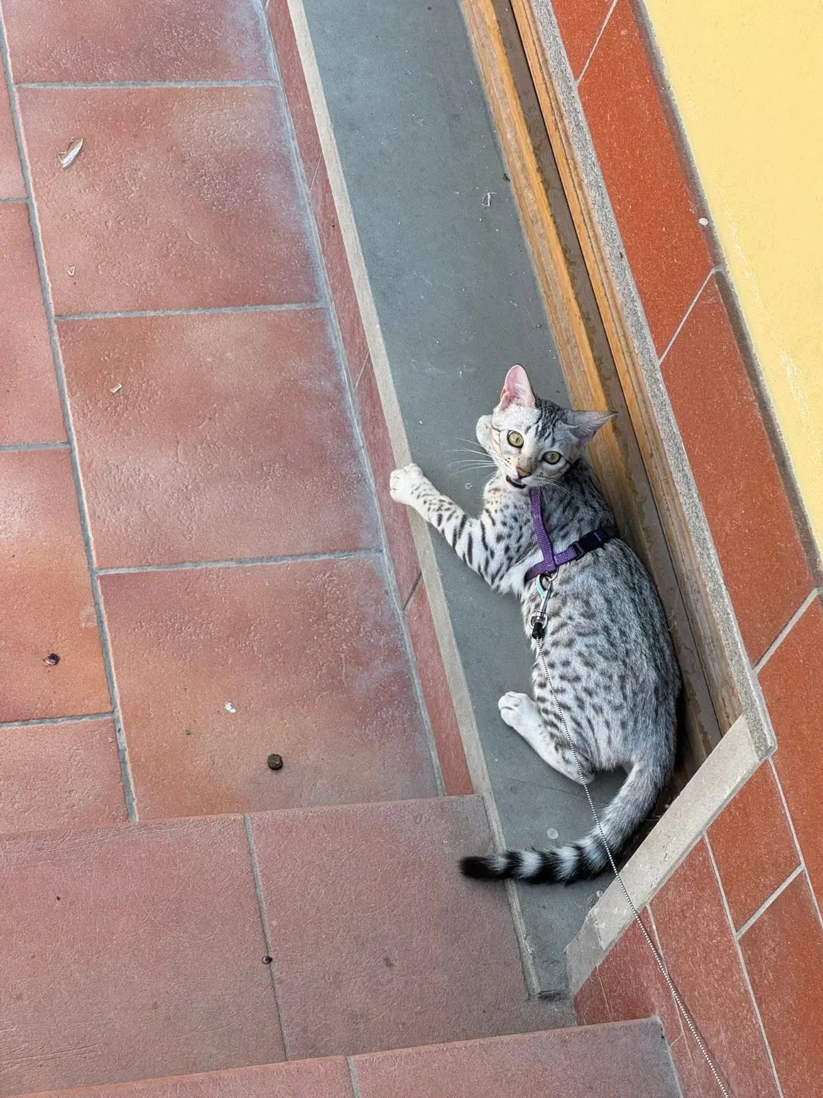 gatta reunited   19037 Santo Stefano di Magra Merida