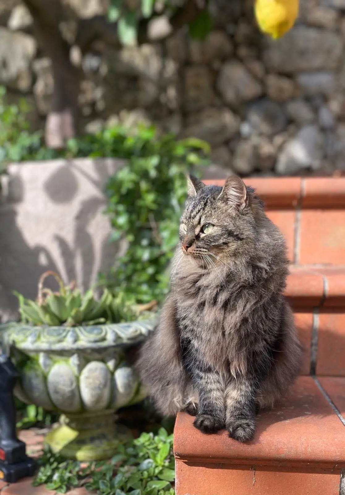 gatta reunited   19032 Lerici Tinky