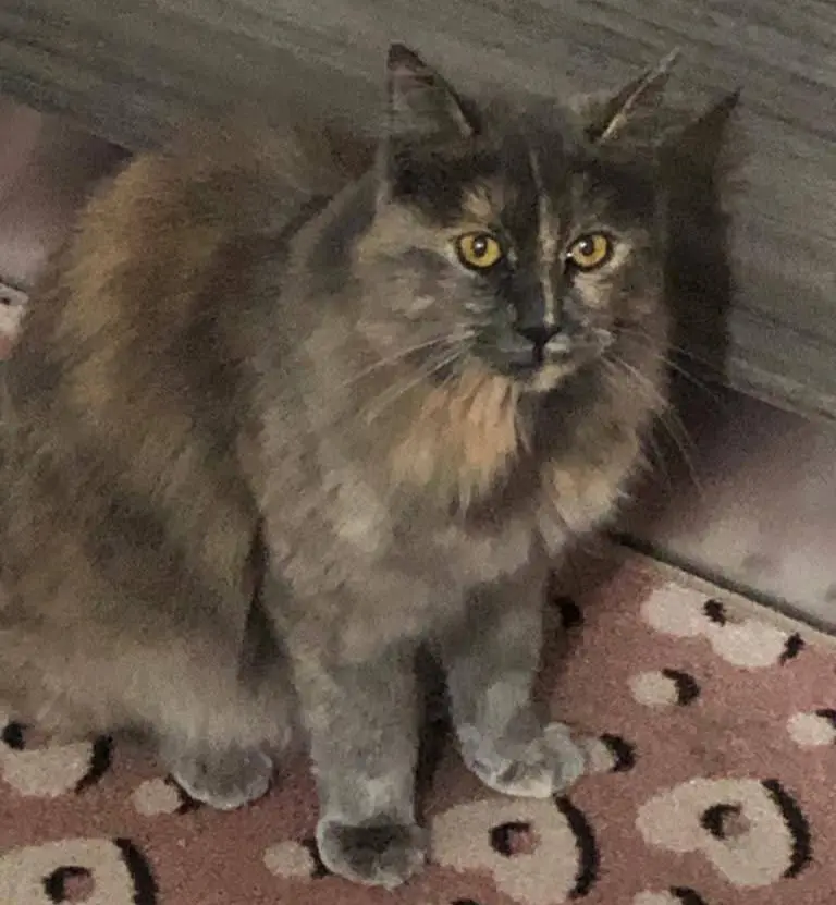 gatta reunited  Strada Statale 729 Sassari - Olbia 07026 Olbia Luna