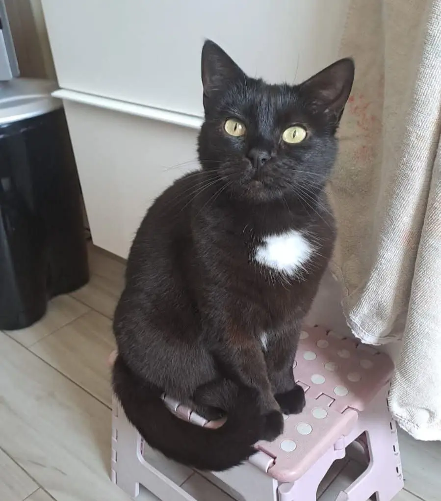 gatta reunited  Strada Statale 729 Sassari - Olbia 07026 Olbia Ruby