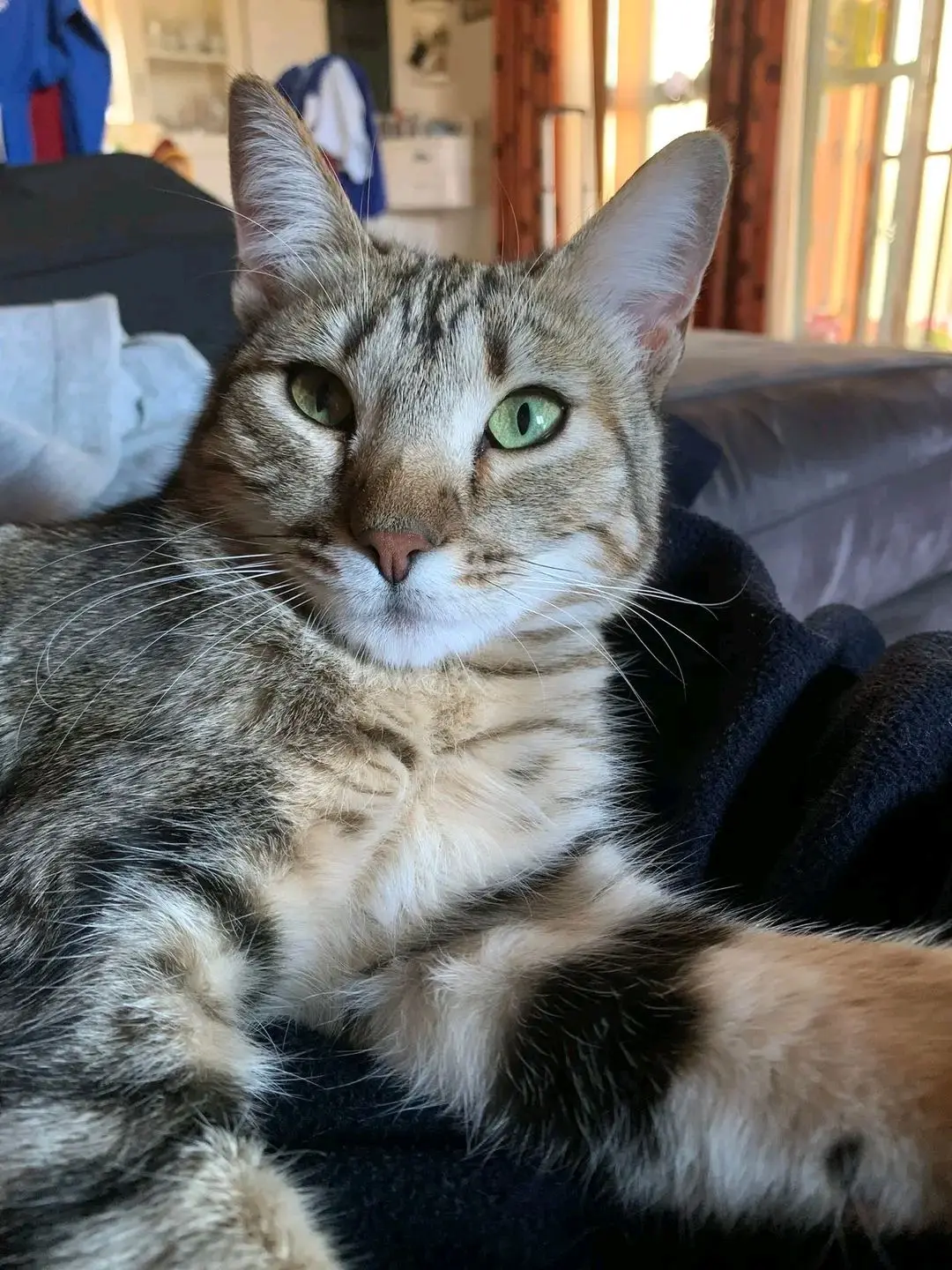 gatta reunited  Via Stintino 07052 Santu Diadòru/San Teodoro Sissi