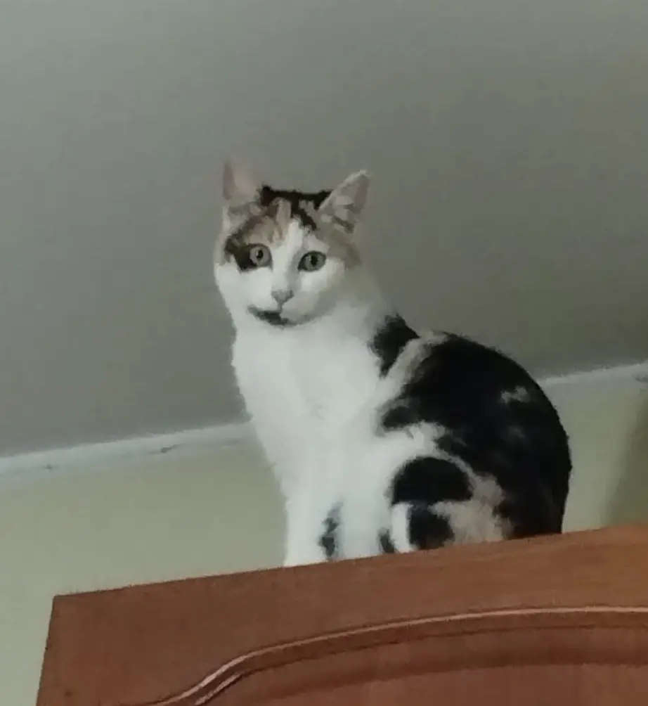 gatta reunited  Strada Statale 729 Sassari - Olbia 07026 Olbia Trilly