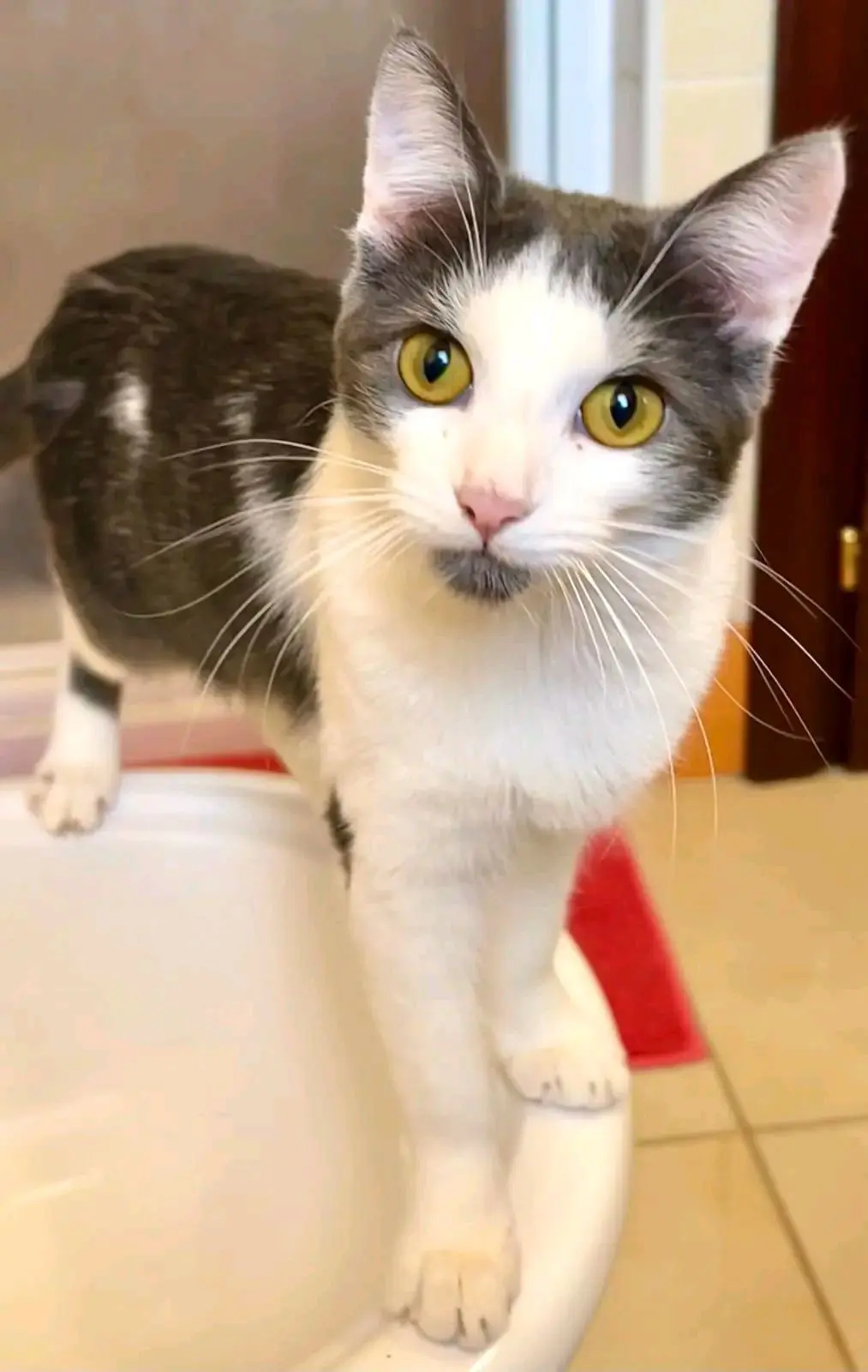 gatta reunited  Strada Statale 729 Sassari - Olbia 07026 Olbia Wendy