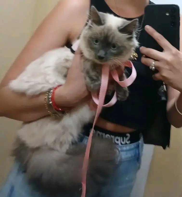 gatta reunited    Alghero Pomegranate